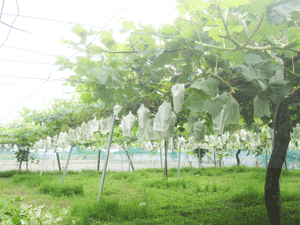 写真：生産地
